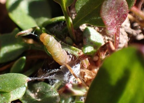 Réf. 299 266 : Teleiopsis diffinis